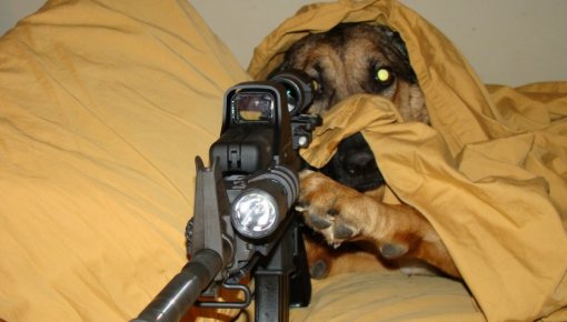 В Ленобласти собака застрелила своего хозяина из охотничьего ружья