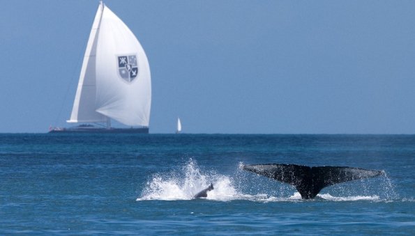 Пять человек погибли в результате столкновения яхты с китом у новозеландского побережья