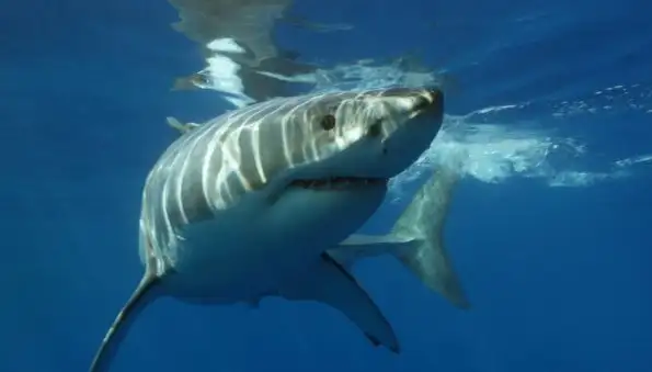 В ЮАР большая белая акула убила купавшуюся женщину