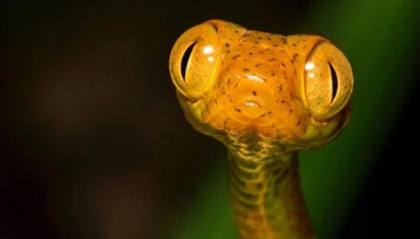 В Индии мужчина укусил ядовитую змею, которая на него напала