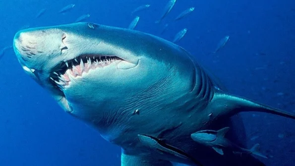Охрана отеля в Египте проигнорировала сообщение о появлении акулы возле берега