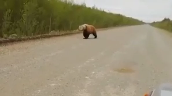В Приморском крае убили медведя, бродившего с бидоном на голове