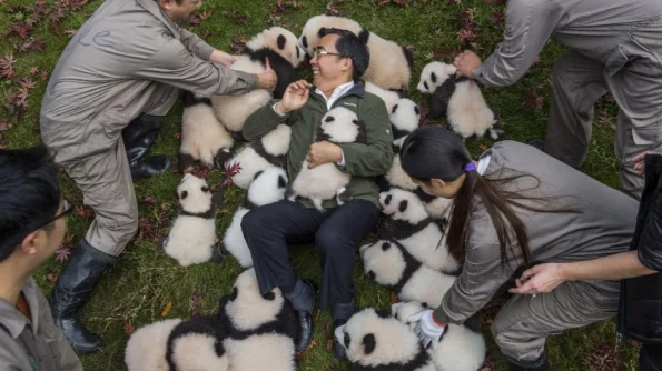 Китай забирает своих панд из зоопарков США