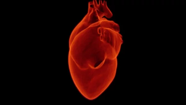 «Призрачное сердце» поможет победить сердечные заболевания