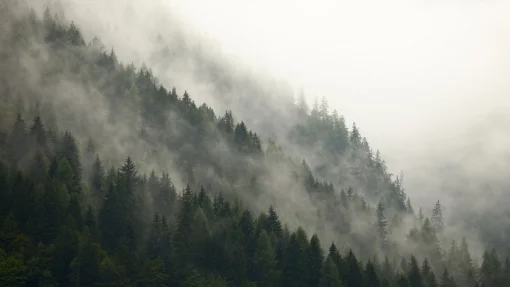 Леса Европы изменятся под давлением глобального потепления