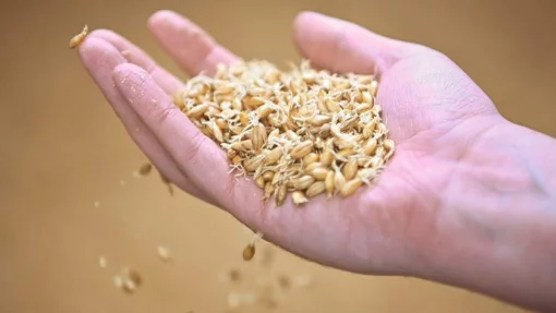 Bloomberg: Египет купит пшеницу из Франции и Болгарии, а не из России