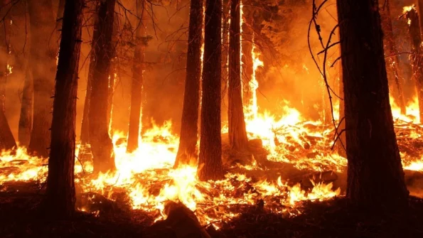 Биолог Крутовский назвал две главные причины лесных пожаров в России