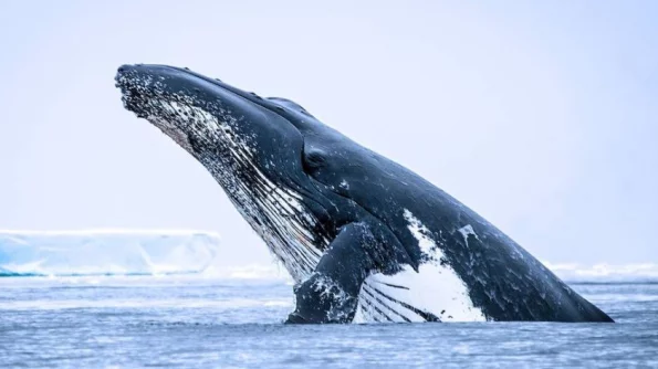 У берегов Калифорнии в США взорвался кит