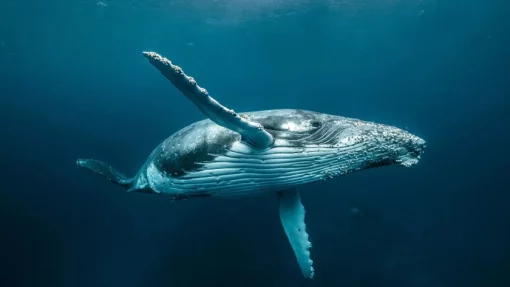 Мертвый кит взорвался на глазах у отдыхающих