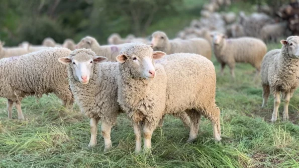 100 кг конопли в Греции было съедено стадом овец