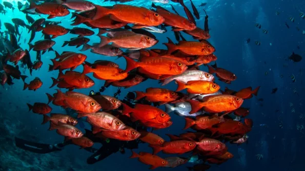 Science: изменение климата вызвало уменьшение размеров рыб