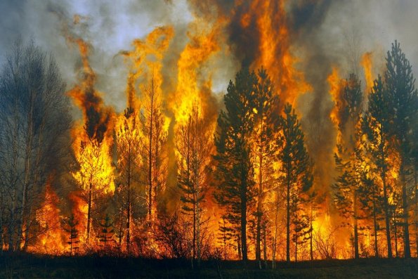Летние пожары в Сибири выбросили в атмосферу 970 мегатонн углекислого газа